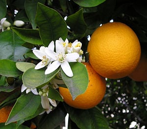 Orange blossoms and oranges on tree