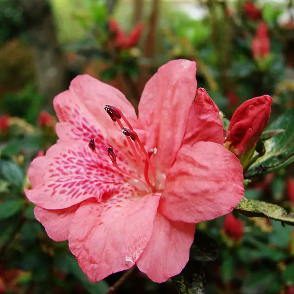 File:Redazalea.jpg