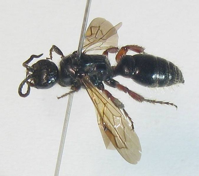 File:Tiphia.jpg