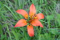 Wild Lily Blooming along Dog Lake Trail at Kootenay National Park.jpg