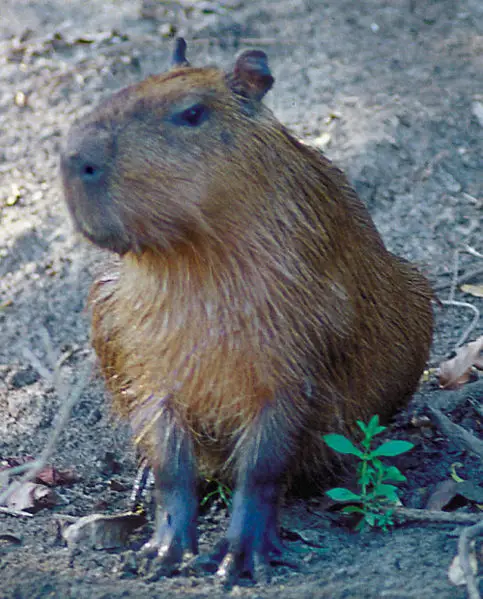 File:1capybara2.jpg