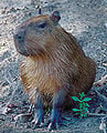 1capybara2.jpg