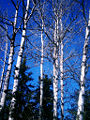 Thumbnail for version as of 13:04, 4 August 2007