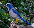Thumbnail for version as of 03:16, 21 December 2007
