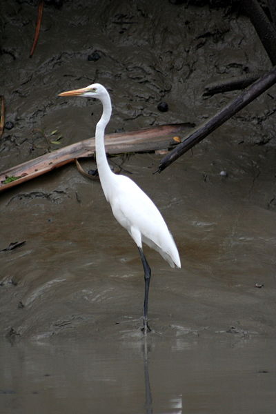 File:Great Egret.jpg