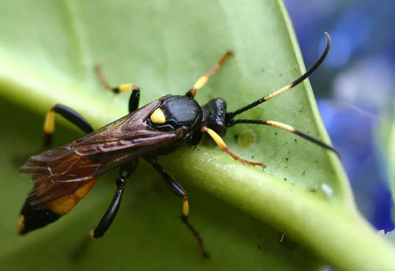 File:Ichneumon suspiciosus01.jpg