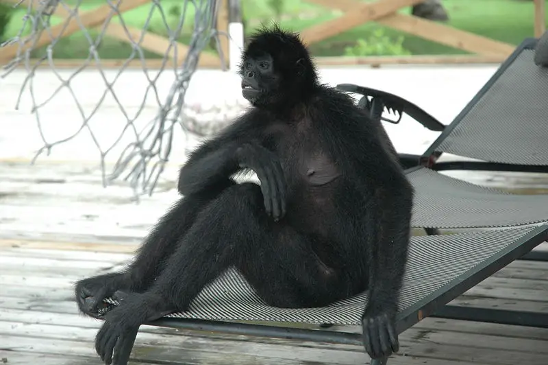 File:Opicka.jpg