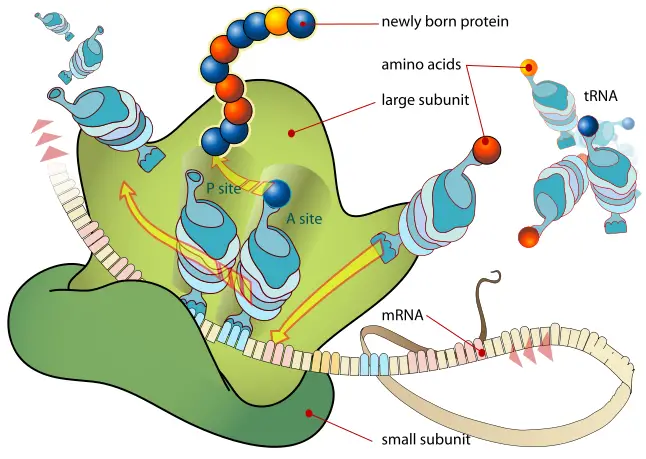 File:Ribosome mRNA translation en.svg