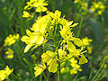 Thumbnail for version as of 22:39, 15 April 2008