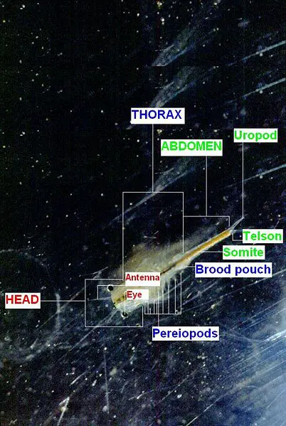 File:Branchinecta anatomy.jpg