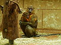 Thumbnail for version as of 01:33, 27 June 2008