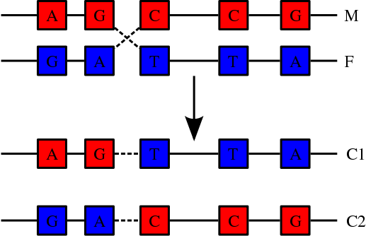 File:Chromosomal Recombination.svg