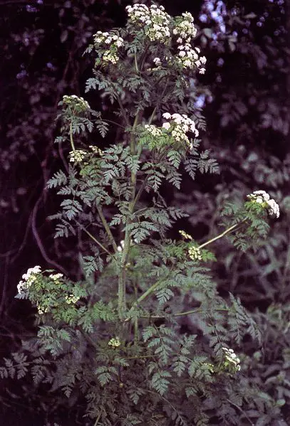 File:Conium.jpg