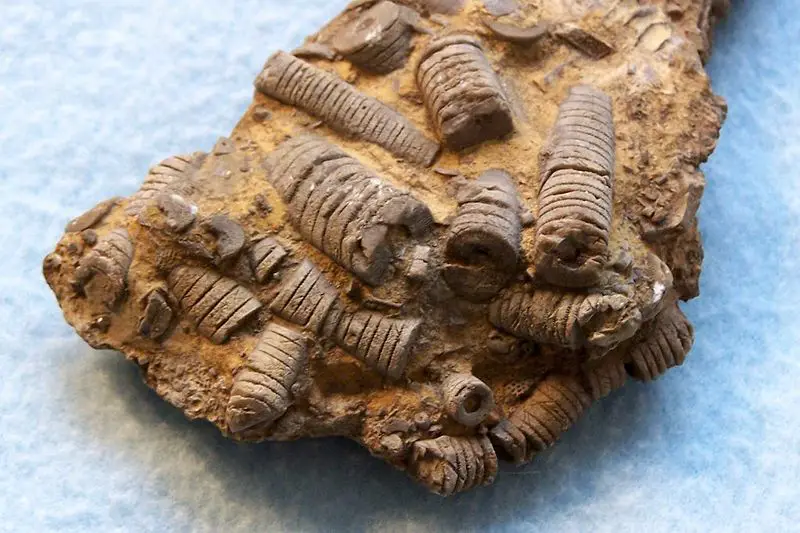 File:Crinoids.jpg