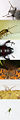 Thumbnail for version as of 02:05, 22 December 2005