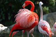 A Caribbean flamingo (Phoenicopterus ruber), with Chilean flamingos (P. chilensis) in the background