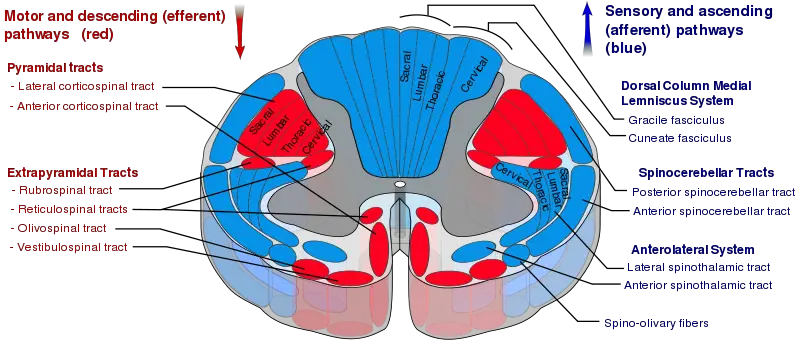 Spinal cord - New World Encyclopedia