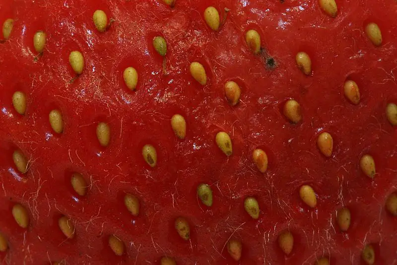 File:Strawberry surface closeup.jpg