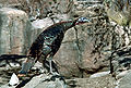 Thumbnail for version as of 02:09, 15 August 2007