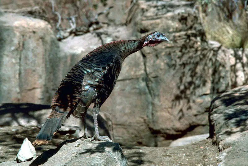 File:Wild turkey.jpg