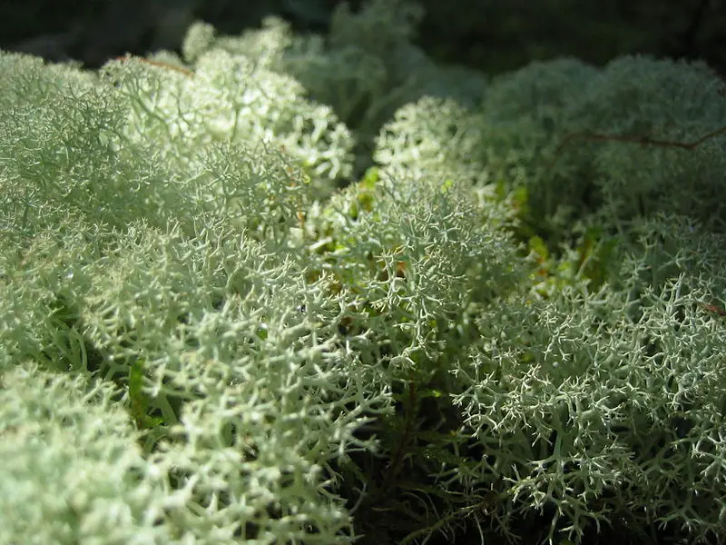 File:Caribou moss.jpg