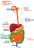 Digestive system diagram.svg