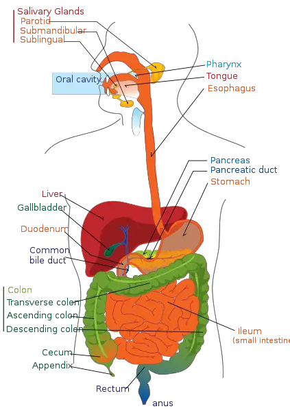 File:Digestive system diagram.svg