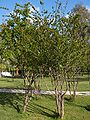 Thumbnail for version as of 04:57, 6 June 2007