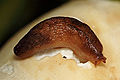Thumbnail for version as of 13:32, 7 November 2008