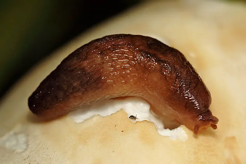 File:Slug - Lehmannia nyctelia.jpg