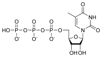 Nucleotide - New World Encyclopedia