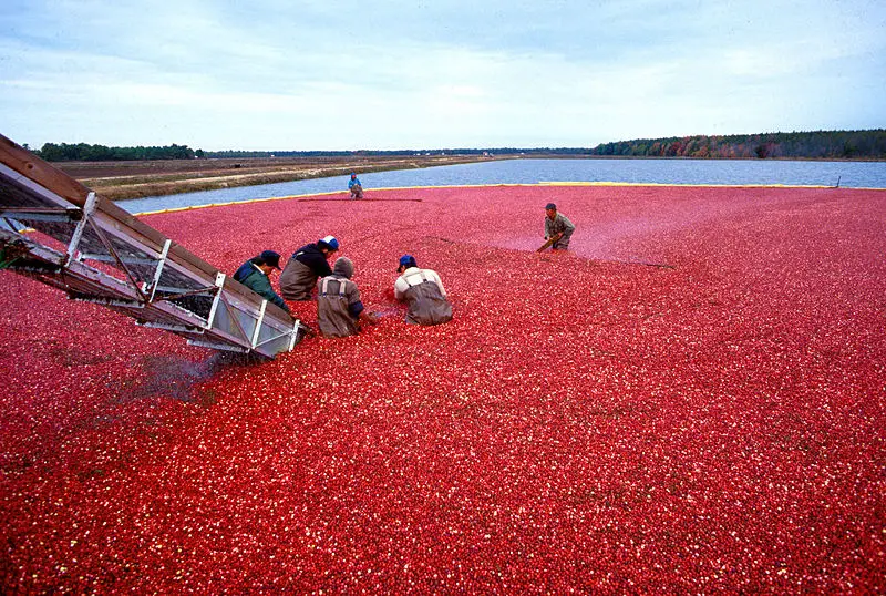 File:Cranberrys beim Ernten.jpeg