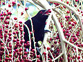 Thumbnail for version as of 18:22, 30 June 2008