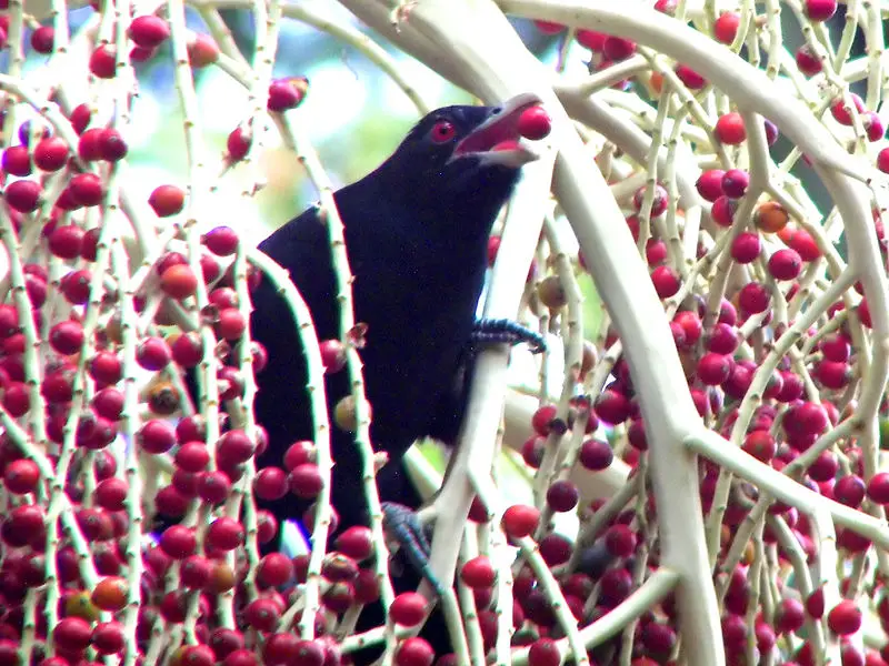 File:Eudynamys scolopacea feeding.jpg