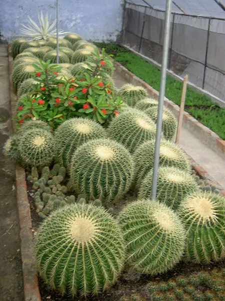 File:Kalimpong cacti.jpg