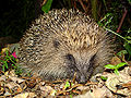 Thumbnail for version as of 22:18, 10 August 2008