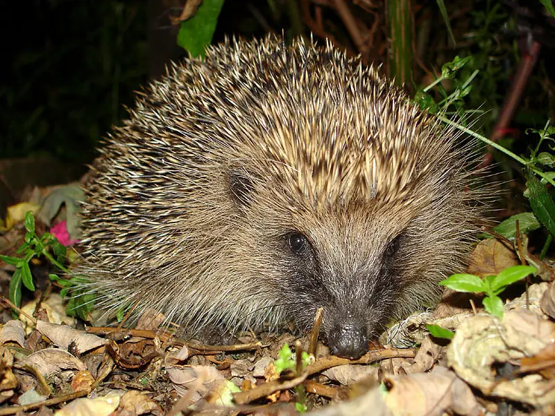 File:Tygertyger hedgehog.jpg