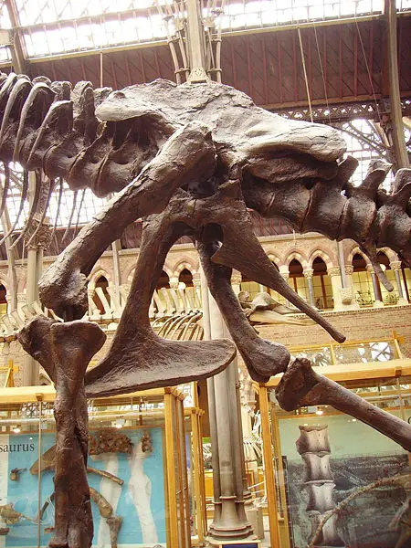File:Tyrannosaurus pelvis left.JPG