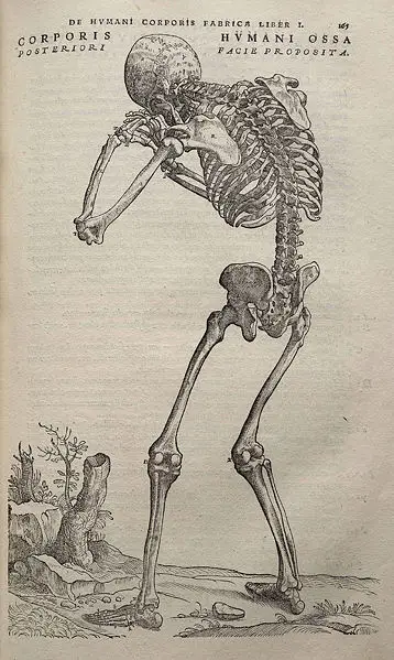 File:Vesalius Fabrica p165.jpg