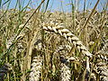 Thumbnail for version as of 17:35, 27 January 2007