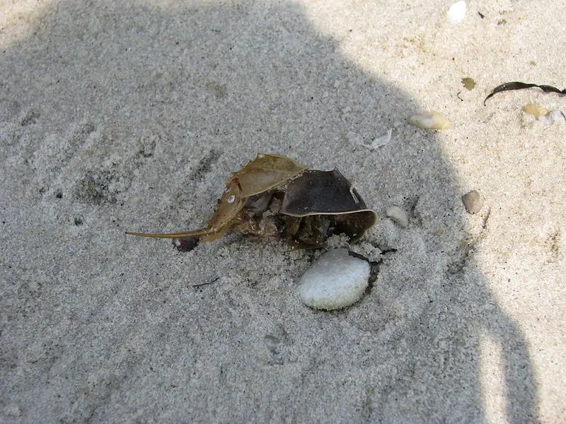 File:Horseshoe Crab molt.jpg