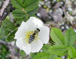 Honeybee (order Hymenoptera)