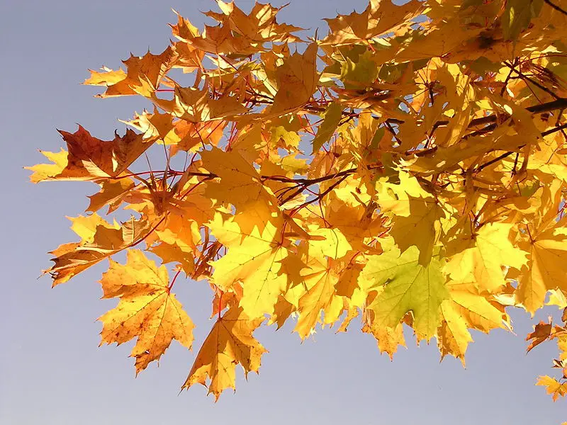 File:Maple-oliv2.jpg