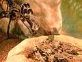 Thumbnail for version as of 20:59, 23 March 2007
