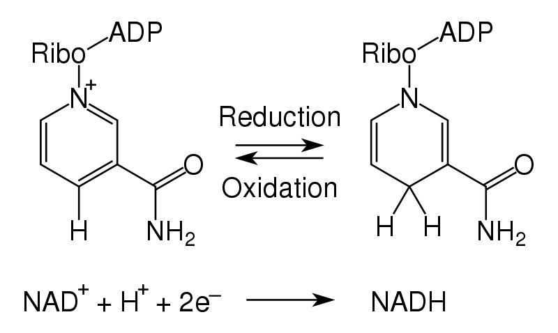 File:NAD oxidation reduction.svg