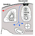 Thumbnail for version as of 01:48, 6 August 2008