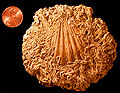 Thumbnail for version as of 12:44, 8 October 2008
