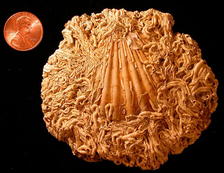 File:SerpulidsPecten.JPG