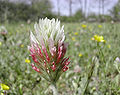 Thumbnail for version as of 05:55, 11 December 2007