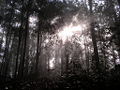 Thumbnail for version as of 15:55, 3 February 2006